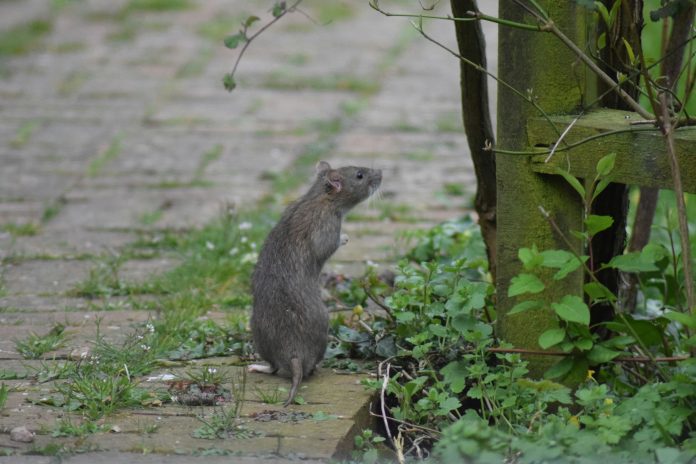 Hantavirus